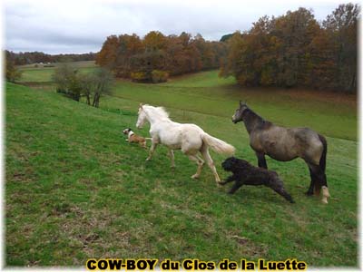 le bouvier des flandres et le cheval - Elevage du CLOS DE LA LUETTE - COPYRIGHT DEPOSE